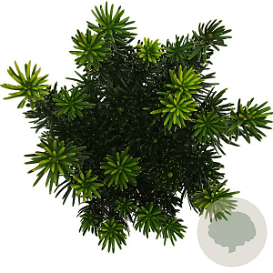 Cephalotaxus h. 'Fastigiata' 40-50 cm 5,0L