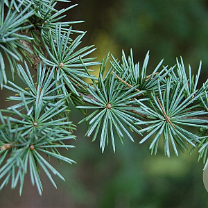 Cedrus l. 'Glauca' 80-100 cm 7,5L