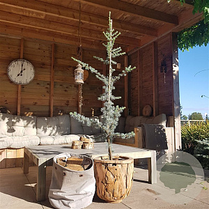 Cedrus l. 'Glauca' 80-100 cm 7,5L