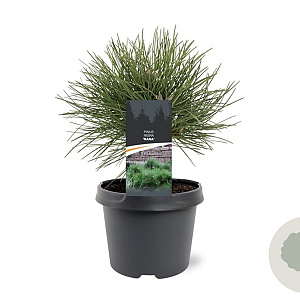 Pinus nigra 'Nana' 20-25 cm 3,0L