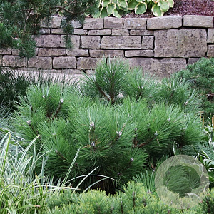 Pinus nigra 'Nana' 20-25 cm 3,0L