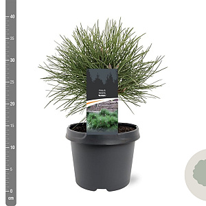 Pinus nigra 'Nana' 20-25 cm 3,0L