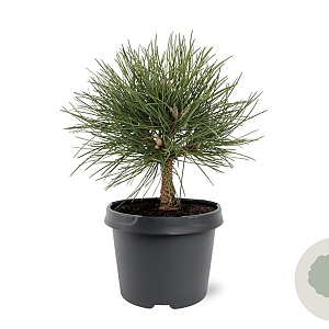 Pinus nigra 'Nana' 20-25 cm 3,0L