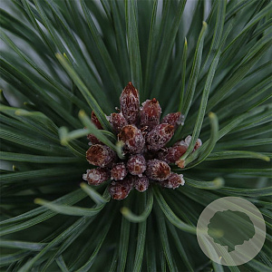 Pinus nigra nigra 40-50 cm 3,0L