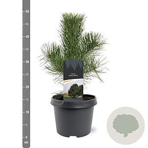 Pinus nigra nigra 40-50 cm 3,0L