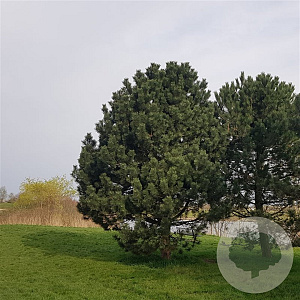 Pinus nigra nigra 40-50 cm 3,0L