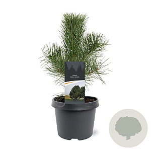Pinus nigra nigra 40-50 cm 3,0L