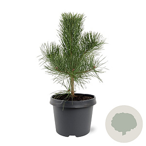 Pinus nigra nigra 40-50 cm 3,0L