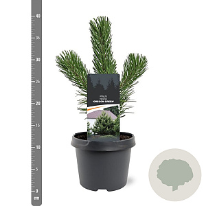 Pinus nigra 'Oregon Green' 20-25 cm 3,0L