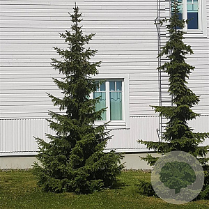 Picea omorika 50-60 cm 3,0L