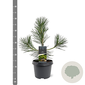 Pinus thunbergii 30-40 cm 3,0L