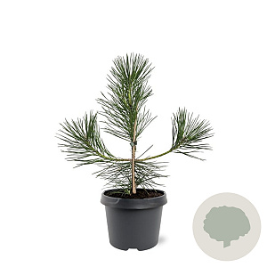 Pinus thunbergii 30-40 cm 3,0L