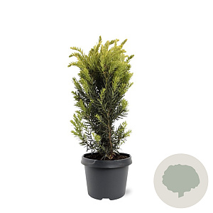 Taxus media 'Hillii' 30-40 cm 3,0L