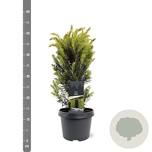 Taxus media 'Hillii' 30-40 cm 3,0L