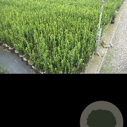 Taxus media 'Hillii' 30-40 cm 3,0L