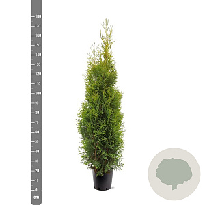 Thuja occidentalis 'King of Brabant' 150-175 cm 10L
