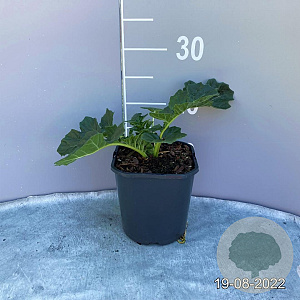 Acanthus mollis GM 2,0L