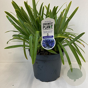 Agapanthus 'Dr Brouwer' 15-20 cm 7,5L