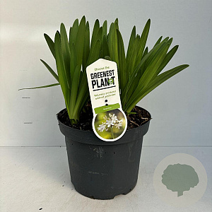 Agapanthus 'Leicester' 20-30 cm 7,5L