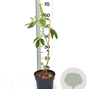 Argyrocytisus battandieri 40-50 cm 3,0L