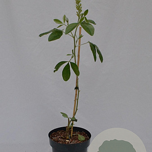 Argyrocytisus battandieri 40-50 cm 3,0L