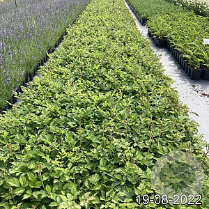 Astilbe c. 'Pumila' GM 2,0L