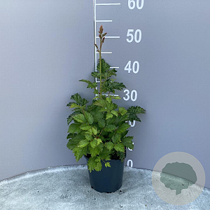 Astilbe c. 'Pumila' GM 2,0L