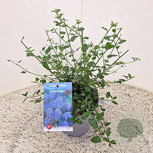 Ceanothus thyrsiflorus repens 25 cm 2,5L