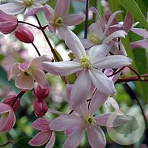 Clematis arm. 'Apple Blossom' 150-175 cm vierkant rond 5,5L