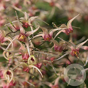 Epimedium 'Domino' GM P9