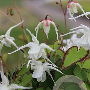 Epimedium gr. 'Bandit' GM P9