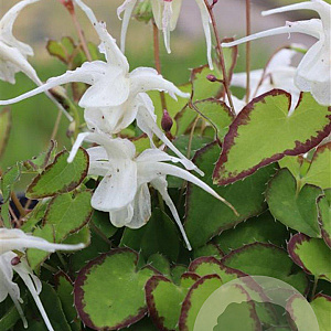 Epimedium gr. 'Bandit' GM P9