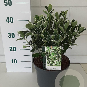 Euonymus jap. 'Kathy' 30-35 cm 5,0L