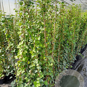 Hedera hibernica 150-175 cm 3,0L met stok