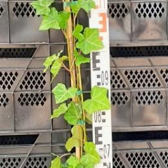 Hedera hibernica 150-175 cm 3,0L met stok