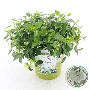 Hydrangea Runaway Bride 30-40 cm 6L