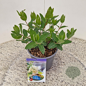 Lonicera c. kamtschatica 15-20 cm 2,5L