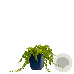 Lysimachia nummularia GM  P11