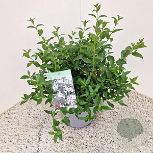 Osmanthus burkwoodii 35-40 cm 7,5L