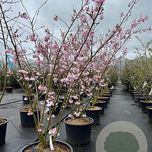 Prunus 'Accolade' 175-200 cm 40L meerstammig