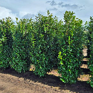 Prunus l. 'Novita' 200-225 cm draadkluit extra