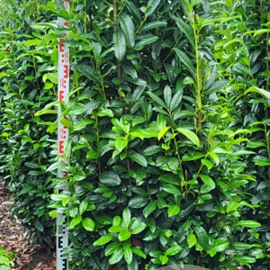 Prunus l. Genolia 200-225 cm draadkluit extra