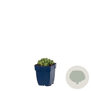 Sedum spathulifolium 'Cape Blanco' GM  P11