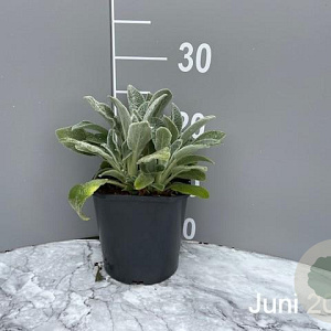 Stachys byzantina 'Silver Carpet' GM 2,0L