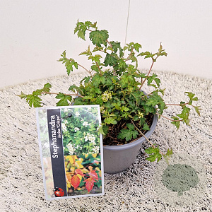 Stephanandra incisa 'Crispa' 15-20 cm C1.5