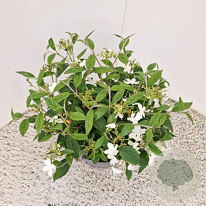 Viburnum plic. 'Watanabe' 30 cm 7,5L