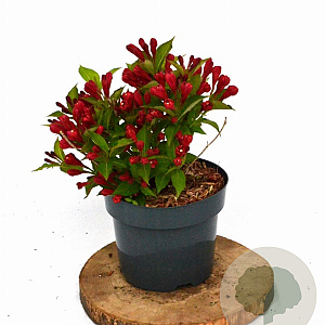 Weigela All Summer Red 25-30 cm 3,0L