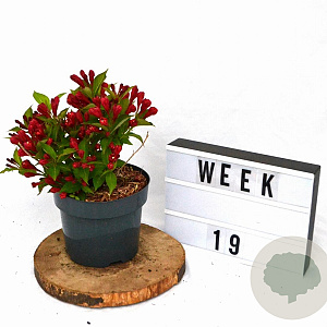 Weigela All Summer Red 25-30 cm 3,0L