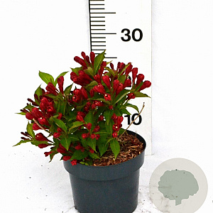 Weigela All Summer Red 25-30 cm 3,0L