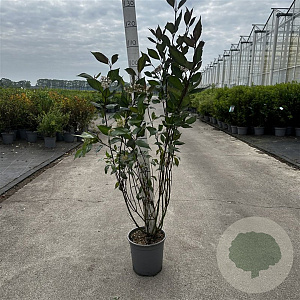 Cornus alba Nightfall 80-100 cm cont. 65L